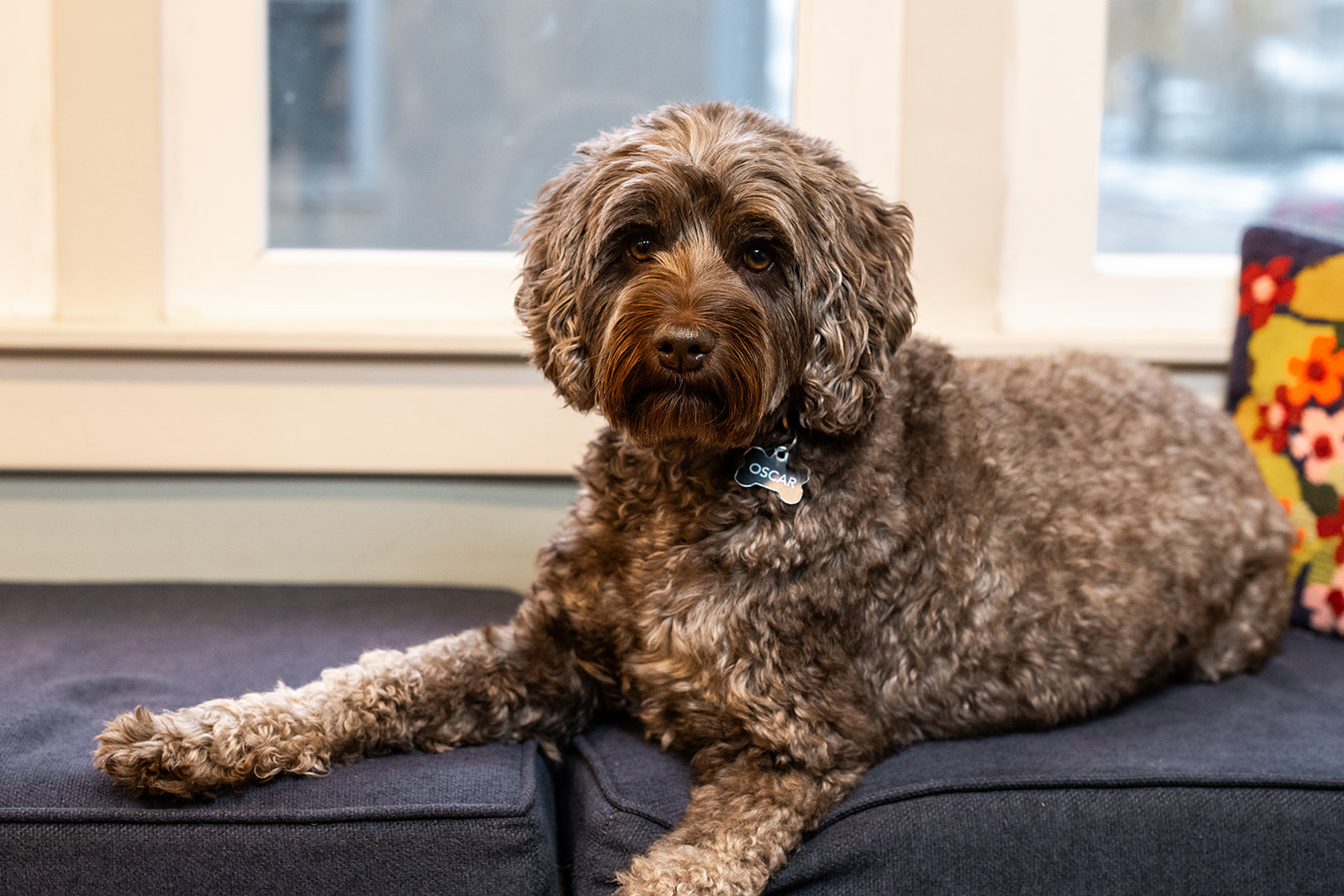 And handsome boy Oscar got a portrait!
